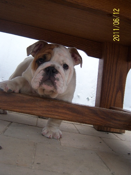 Publication : Tania-bulls Auteur : tania gossens