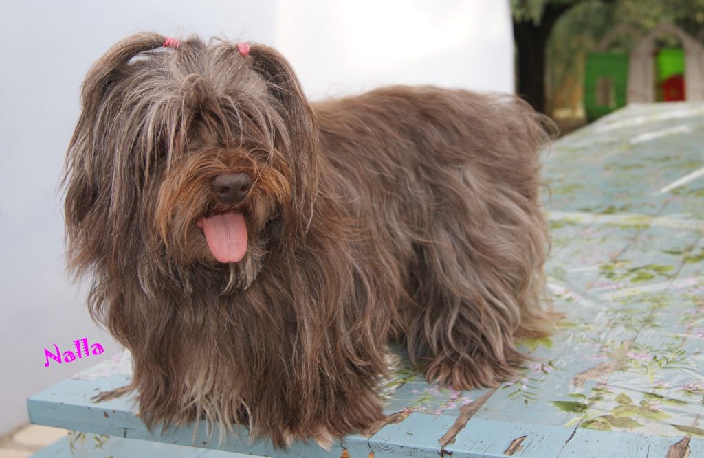 Publication : de la vallée du rêve Auteur : eD.