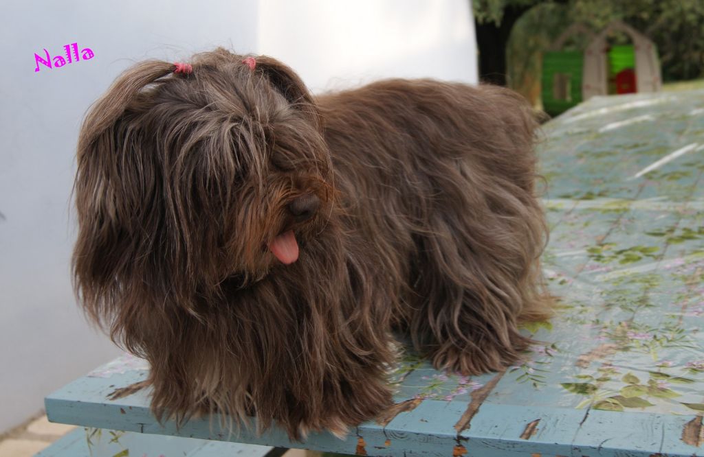 Publication : de la vallée du rêve Auteur : eD.