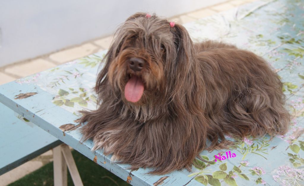 Publication : de la vallée du rêve Auteur : eD.