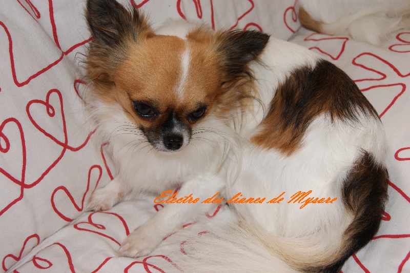 Publication : Des Nichées De Riopse Auteur : ed