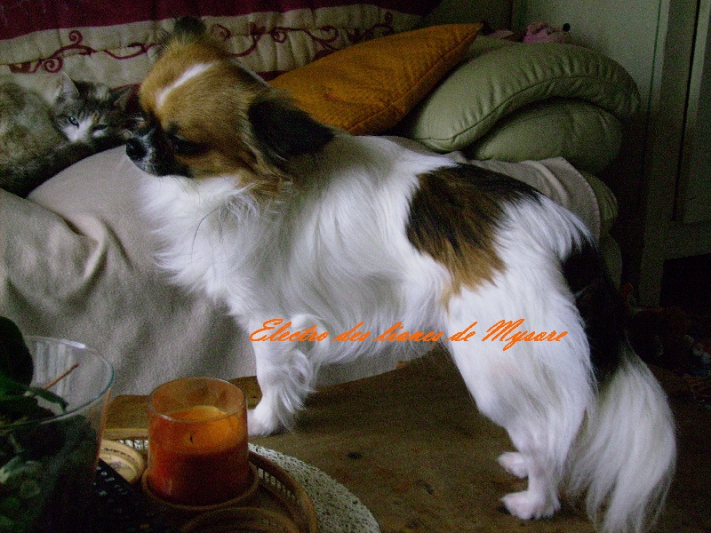 Publication : Des Nichées De Riopse Auteur : ed