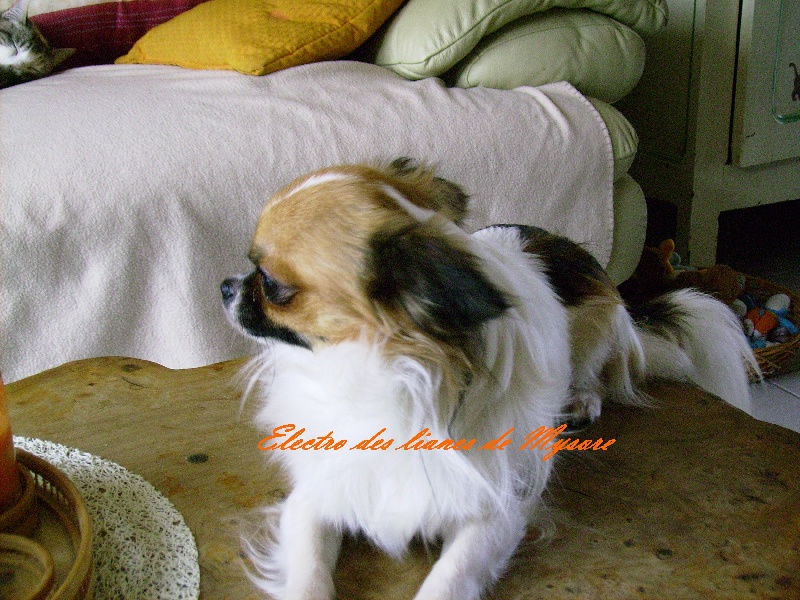 Publication : Des Nichées De Riopse Auteur : ed