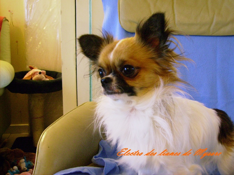 Publication : Des Nichées De Riopse Auteur : ed