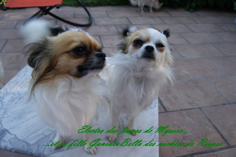 Publication : Des Nichées De Riopse Auteur : ed