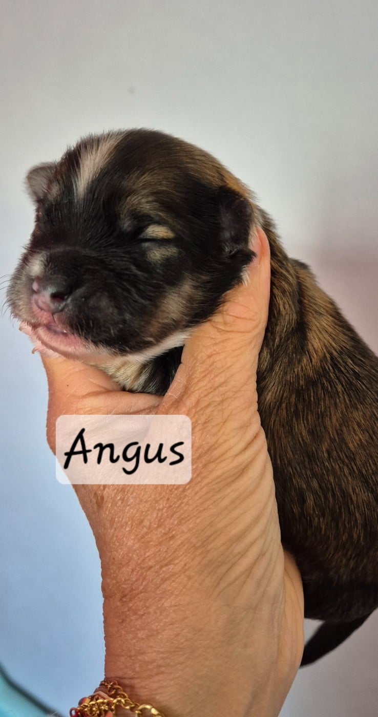Angus