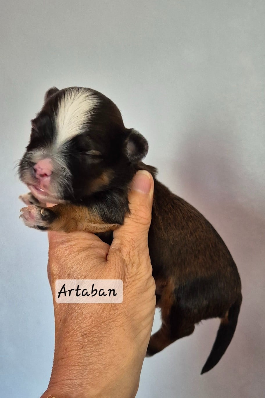 Artaban des nichées de Riopse