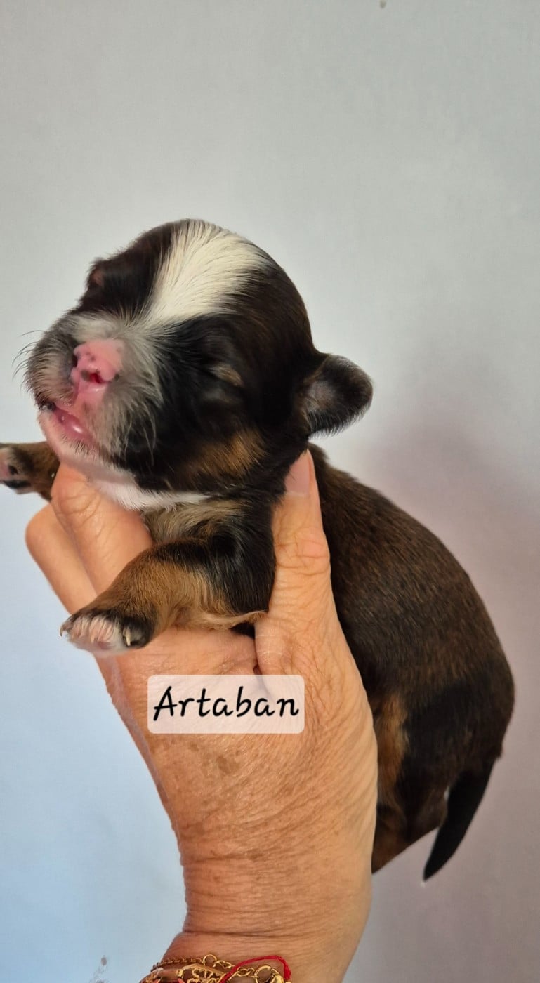 Artaban des nichées de Riopse