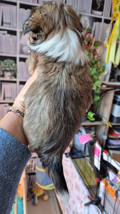 Altesse ... des nichées de Riopse