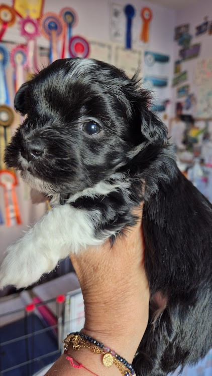 Adorable ... des nichées de Riopse