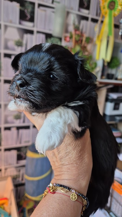 Adorable ... des nichées de Riopse