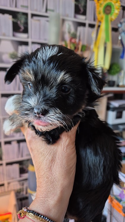 Andros des nichées de Riopse