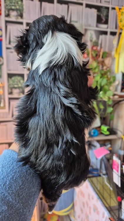 Andros des nichées de Riopse