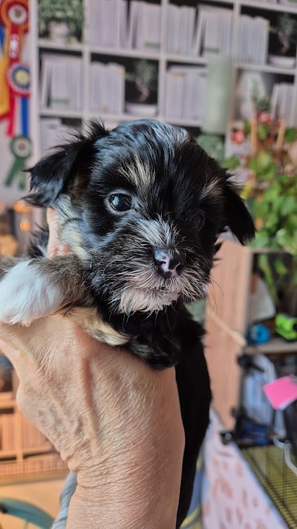 Andros des nichées de Riopse