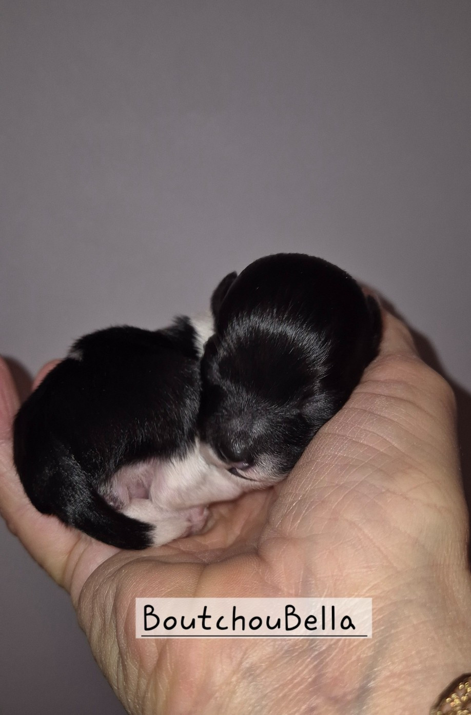 Boutchou Bella