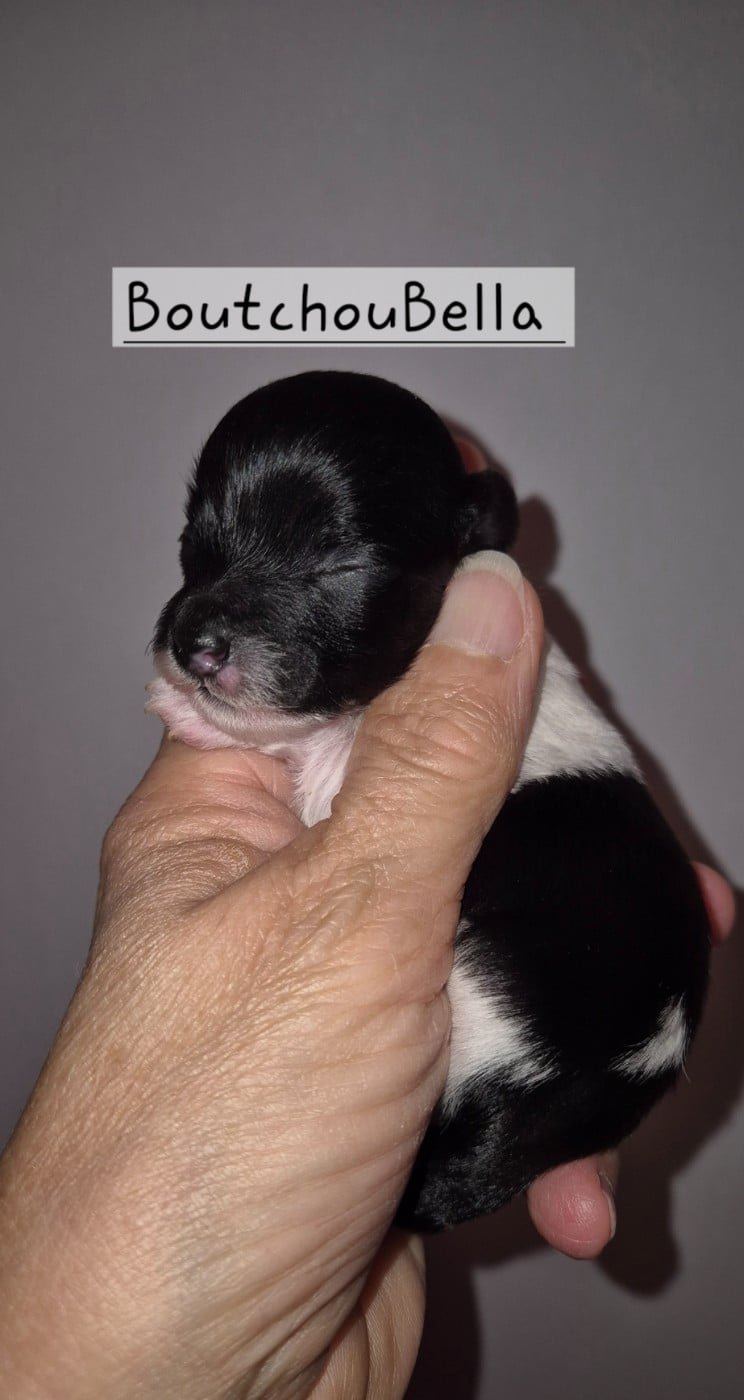 Boutchou Bella