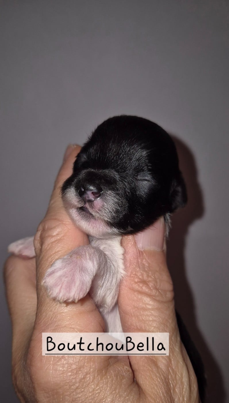 Boutchou Bella