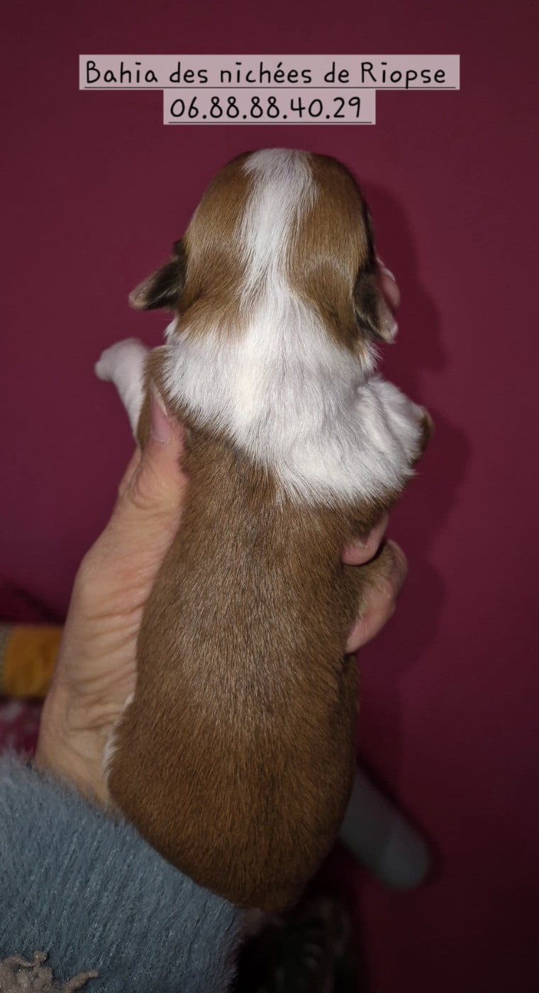 Bahia des nichées de Riopse