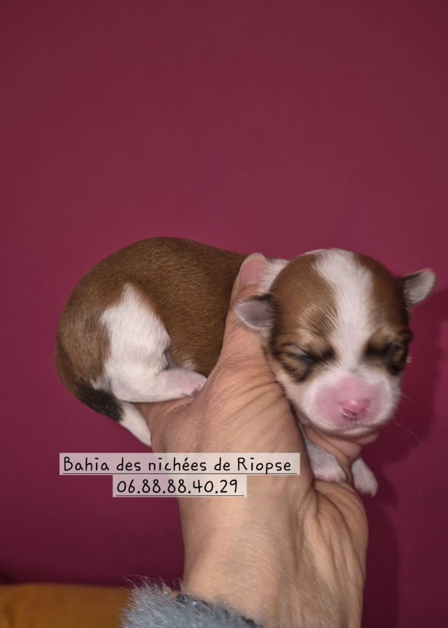 Bahia des nichées de Riopse