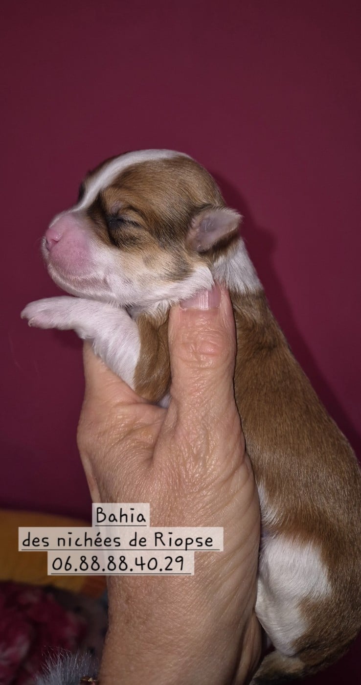 Bahia des nichées de Riopse