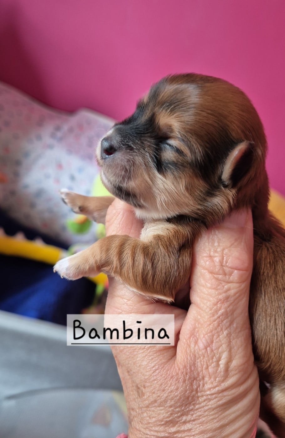 Bambina des nichées de Riopse