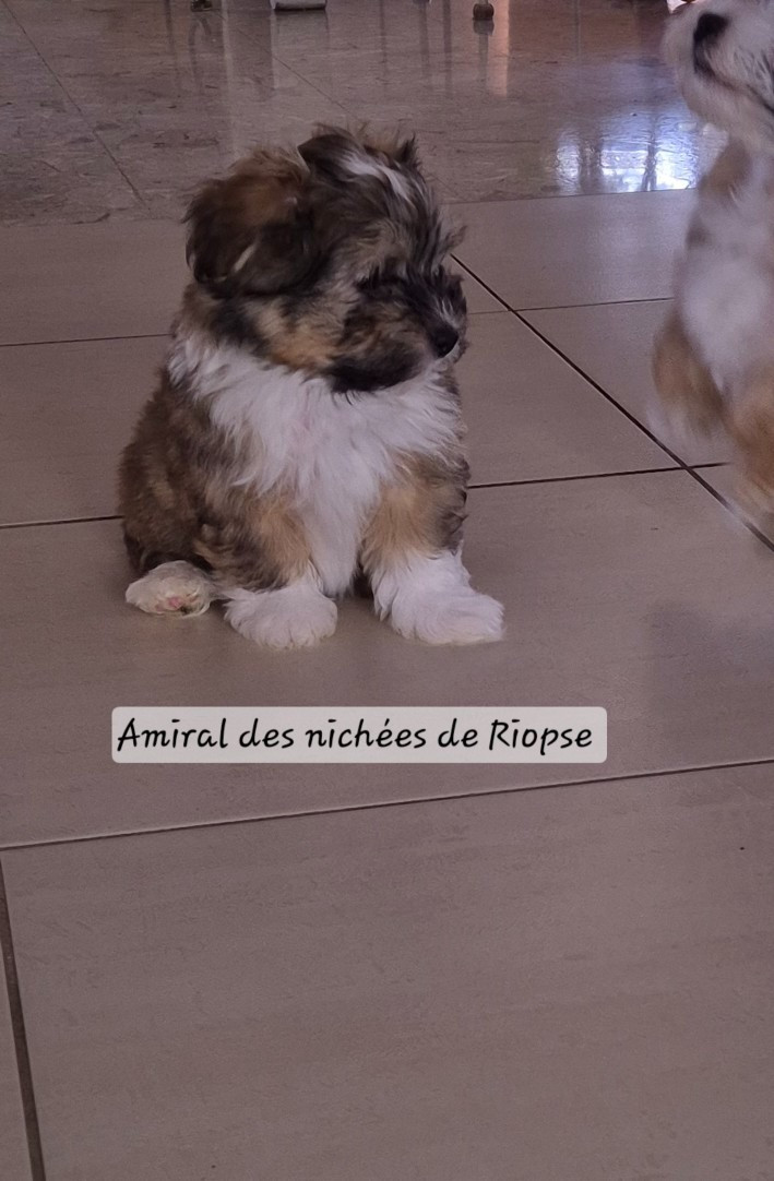 Amiral des nichées de Riopse