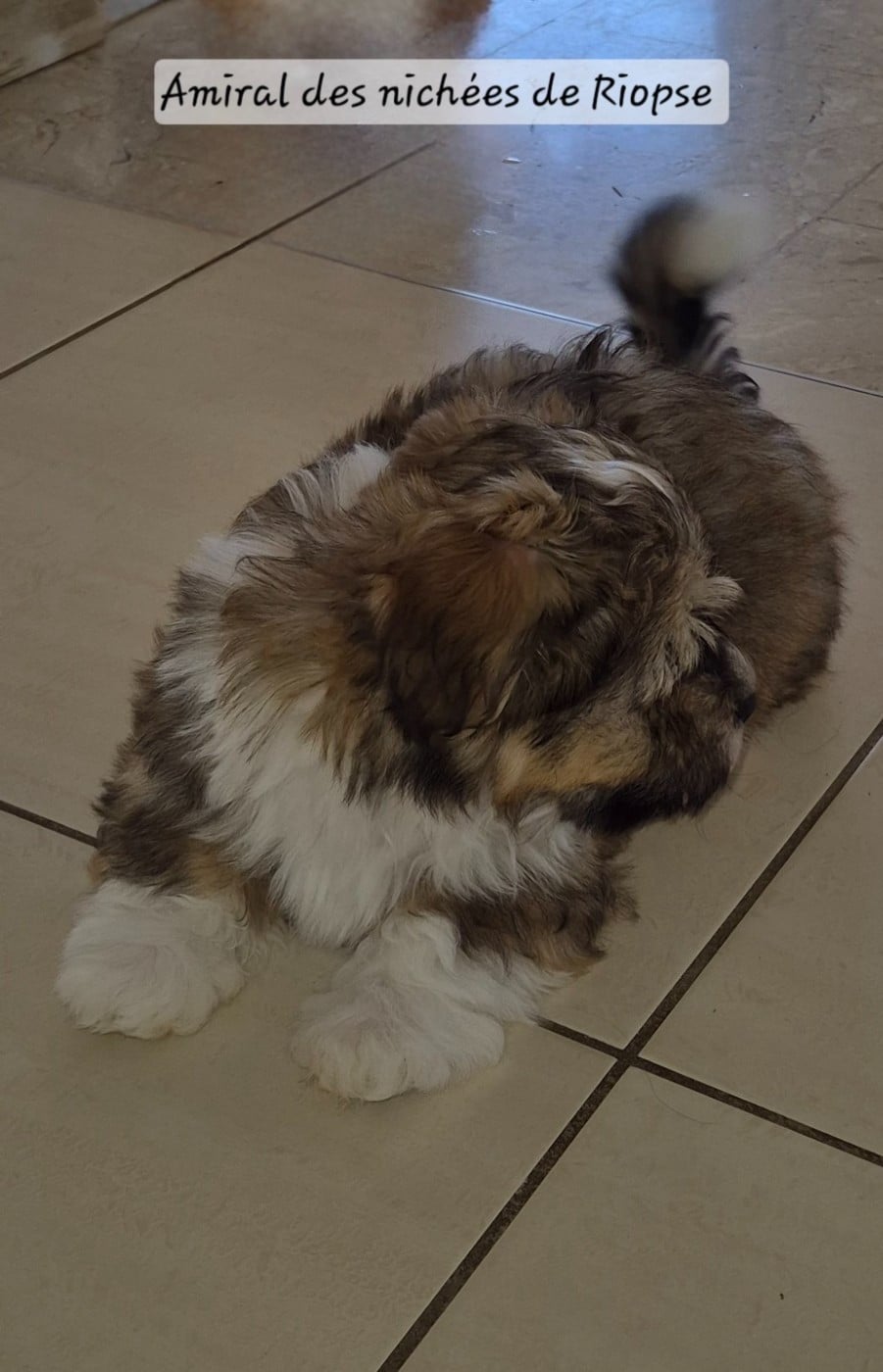 Amiral des nichées de Riopse
