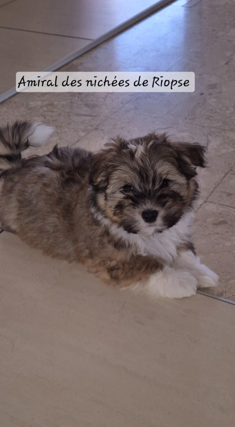 Amiral des nichées de Riopse