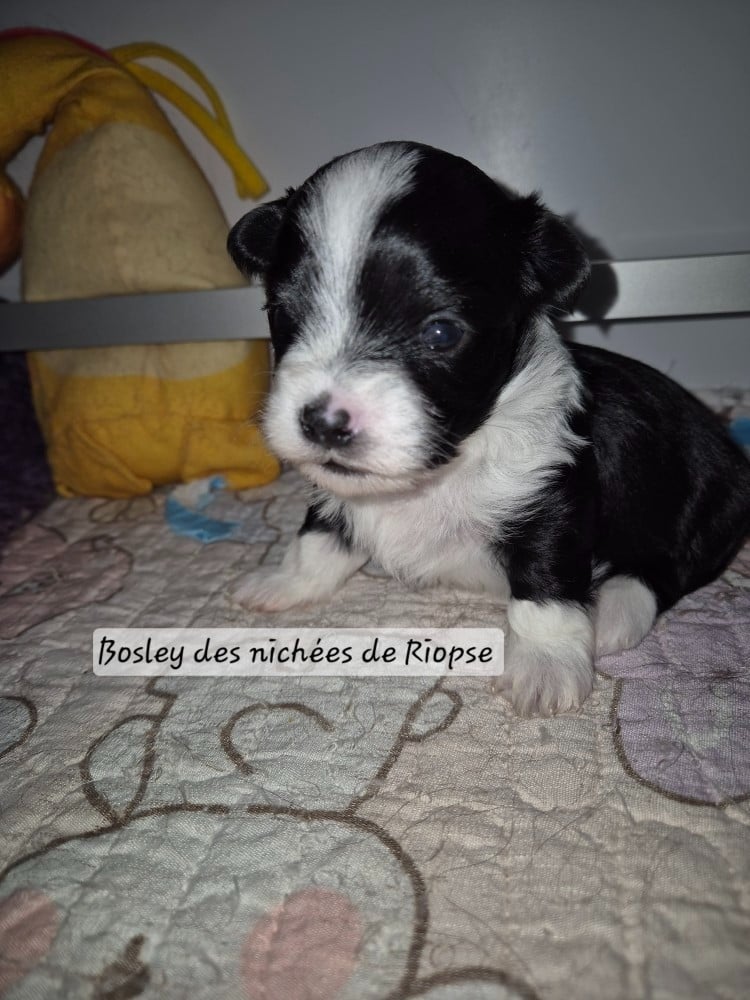 Bosley des nichées de Riopse