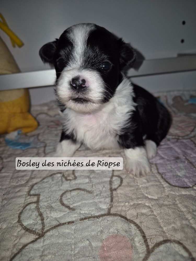 Bosley des nichées de Riopse