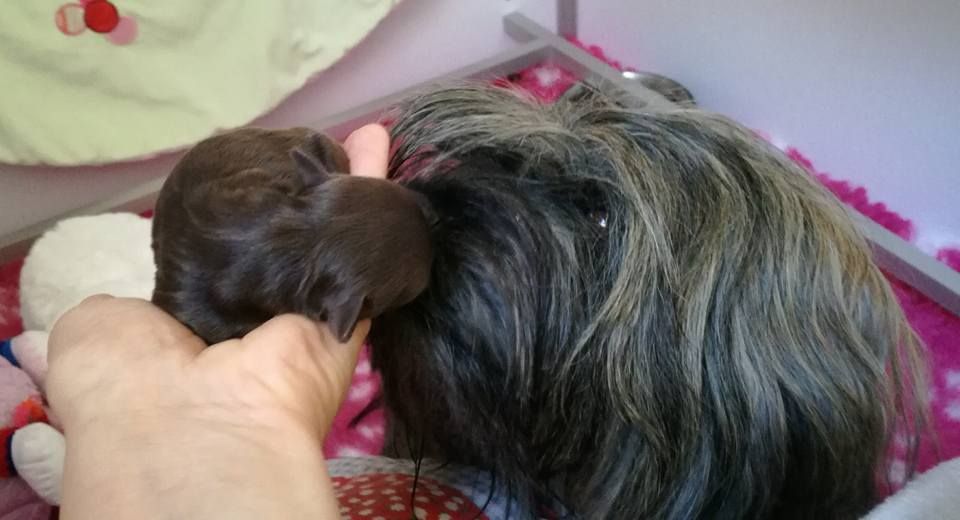 chiot Bichon Havanais Des Nichées De Riopse