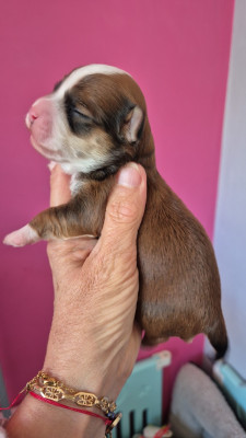 Les chiots de Bichon Havanais