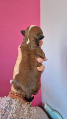 Les chiots de Bichon Havanais