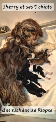 Les chiots de Bichon Havanais