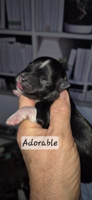 Les chiots de Bichon Havanais