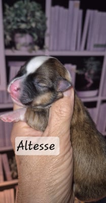 Les chiots de Bichon Havanais