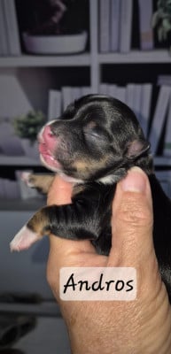 Les chiots de Bichon Havanais