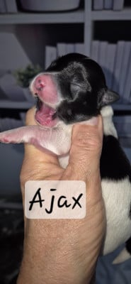 Les chiots de Bichon Havanais