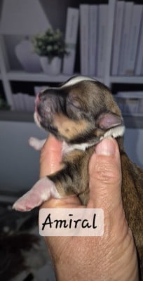 Les chiots de Bichon Havanais