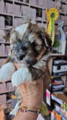 Les chiots de Bichon Havanais