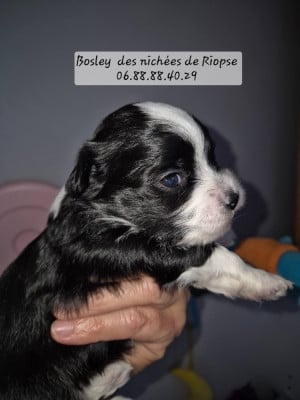 Les chiots de Bichon Havanais