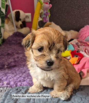 Les chiots de Bichon Havanais
