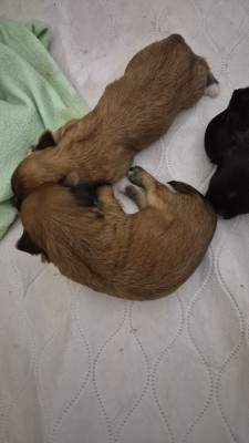 Les chiots de Bichon Havanais