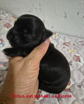Les chiots de Bichon Havanais