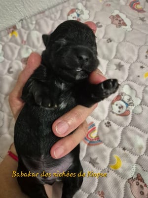 Les chiots de Bichon Havanais