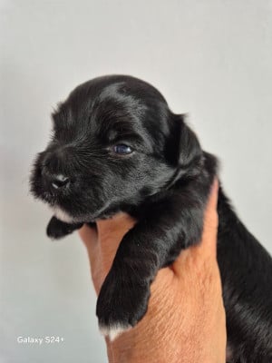 Bowie des nichées de Riopse - Bichon Havanais