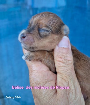 Bélise des nichées de Riopse - Bichon Havanais