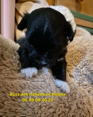 Buzz des nichées de Riopse - Bichon Havanais