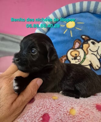 Benito des nichées de Riopse - Bichon Havanais
