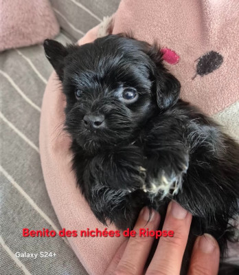 Les chiots de Bichon Havanais